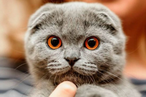 Jak wygląda i jak dbać o british fold cat? Jak wygląda i jak dbać o british fold cat?